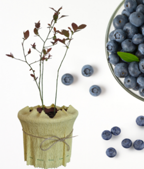 Resim Yaban Mersini (Blueberry) 