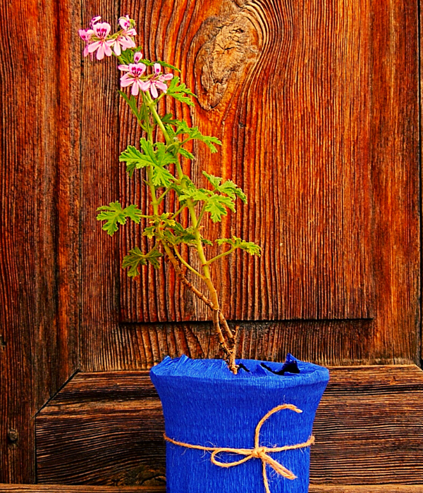 EGET Vakfı İktisadi İşletmesi - Itır (Pelargonium graveolens)