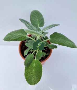 Resim Anadolu Ada Çayı (Salvia fruticosa)