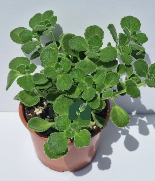 Küba Kekiği (Plectranthus amboinicus (Lour.) Spreng). ürün görseli