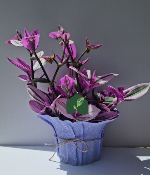 Pembe Telgraf Çiçeği (Tradescantia nanouk) . ürün görseli