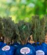 Resim Organik Lavanta Fidesi - 24 Adet