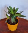 Tradescantia spathacea (İstiridye Telgraf Çiçeği). ürün görseli