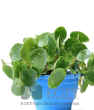 Çin Para Bitkisi (Pilea peperomioides). ürün görseli