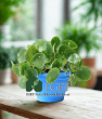 Çin Para Bitkisi (Pilea peperomioides). ürün görseli
