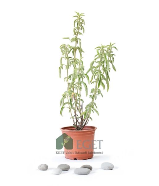Anadolu Ada Çayı (Salvia fruticosa)- 1 lt Saksıda. ürün görseli