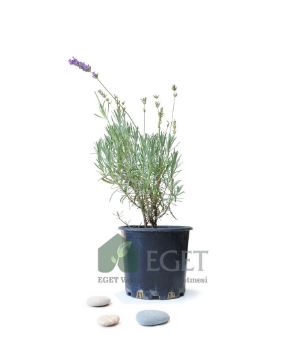 Resim Saksıda Organik Lavanta (Lavandula Angustifolia)