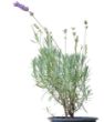 Saksıda Organik Lavanta (Lavandula Angustifolia). ürün görseli