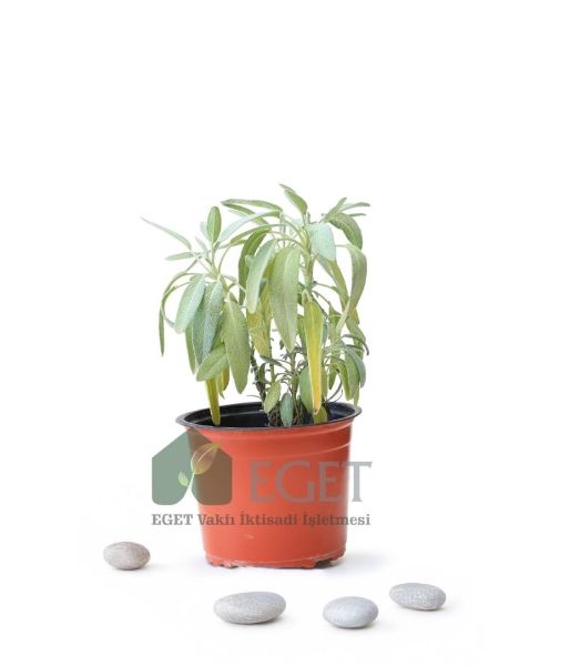 Tıbbi Adaçayı (Salvia officinalis). ürün görseli