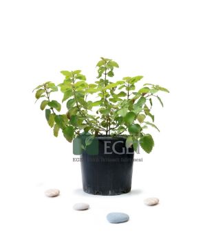 Resim Melisa, Oğulotu  (Melissa officinalis)