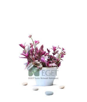 Resim Pembe Telgraf Çiçeği (Tradescantia Nanouk) 2lt