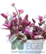Pembe Telgraf Çiçeği (Tradescantia Nanouk) 2lt. ürün görseli