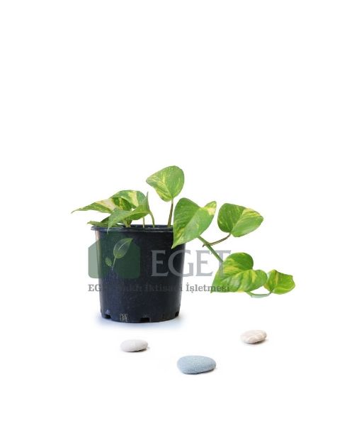 Altın Patos Çiçeği  (Epipremnum aureum). ürün görseli