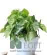 Melek Kanadı Çiçeği (Syngonium podophyllum)- 2 lt Askılı Saksıda . ürün görseli