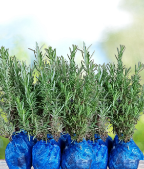 Resim Organik Biberiye fidesi (12 Adet)