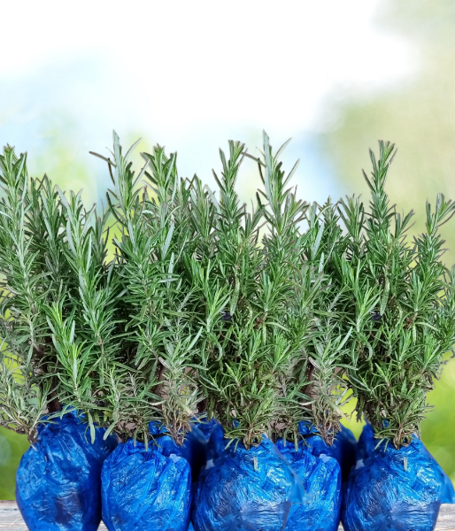Organik Biberiye fidesi (12 Adet). ürün görseli