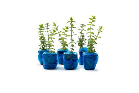 İzmir Bilyalı Kekik (Origanum onites): Bilimsel Çalışmalardan Çarpıcı Sonuçlar