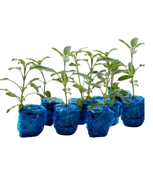 Anadolu Adaçayı (Salvia fruticosa) 9'lu. ürün görseli